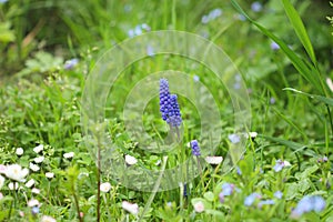 Lawn flowers