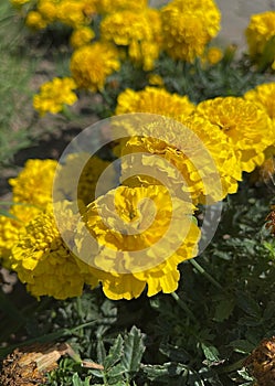 Lawn Flowers Are Large Yellow Mexican Marigold