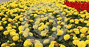 Lawn flowers are large yellow Mexican marigold. Blooming and withered flowers