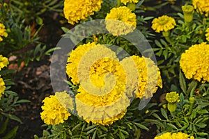 Lawn flowers are large yellow Mexican marigold. Close-up