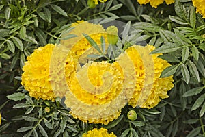 Lawn flowers are large yellow Mexican marigold Tagetes erecta.