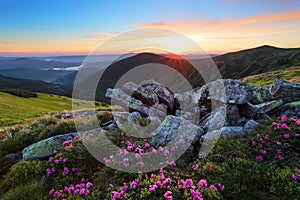 A lawn with flowers of rhododendron among large stones. Mountain landscape with sunrise with interesting sky and clouds.