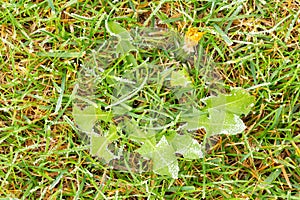 Lawn with frozen dandelion and ice coating. Lawn texture with brittle frozen water drops. Green yellow grass with icing.