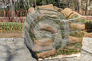 Lawn gardening rolls of fresh grass turf ready to be used