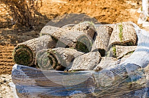 Lawn gardening rolls of fresh grass turf ready to be used