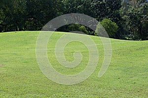 Lawn of golf course, green grass field