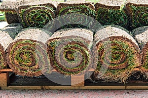 Lawn grass rolls stacked on pallet. Natural grass carpet rolls for landscape design. Closeup