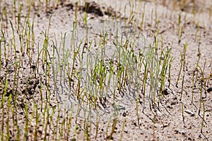 Lawn grass sprouting, sowing crops and grains.