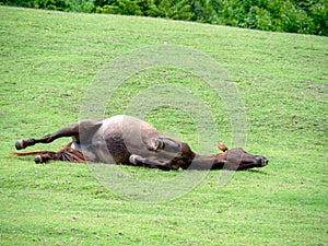 lawn, grazing land for horses, Lying rolling on the grass, green, field, landscape, farm