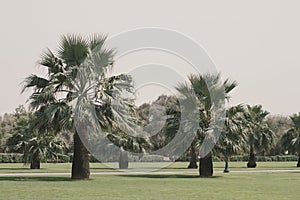 Lawn with green grass and exotic palm trees