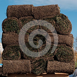 Lawn of green grass and soil is rolled into rolls, the turf lies on a pallet in a stack ready for greening. Close-up.