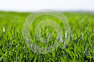 Lawn of green spring grass background