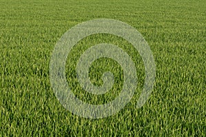 Lawn green wheat grass