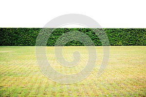 Lawn and hedge white isolated background