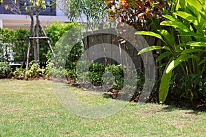 Lawn landscaping garden with green grass turf and small plant