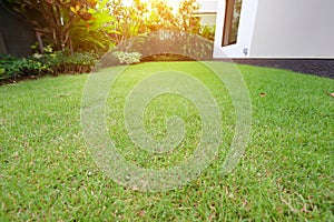 Lawn landscaping with green grass turf in garden home