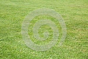 Lawn of Lush Green Grass for Background