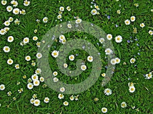 Lawn with many white daisies