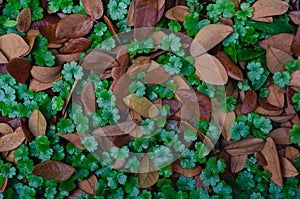 Lawn Marsh Pennywort tree Hydrocotyle sibthorpioides with dried leaves of Rain tree