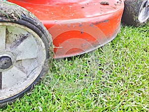 Lawn mower cutting green grass in backyard