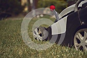 Lawn mower cutting green grass on backyard. Gardening care equipment. Sunny day, close up