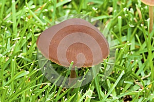 Lawn Mower`s Mushroom    811852