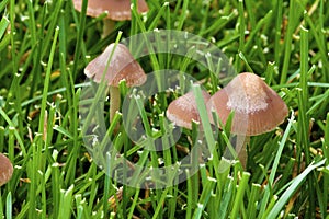 Lawn Mower`s Mushroom    811873