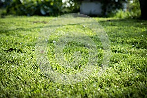 lawn mower on a sunny day, man mowing the lawn in the backyard