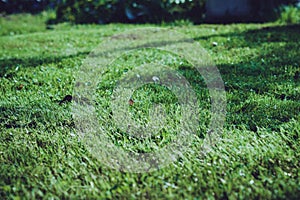 lawn mower on a sunny day, man mowing the lawn in the backyard