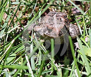 Lawn mowing buddy