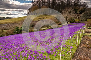 Lawn of Purple Crocuses