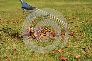 Lawn rake and autumn leaves