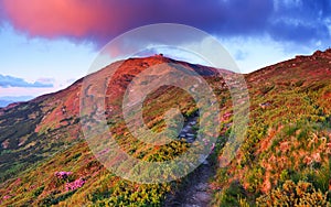 Lawn with rhododendron flowers. Mountains landscapes. The wide trail. Location Carpathian mountain, Ukraine, Europe. Summer.