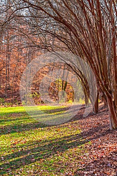 Lawn with row of leopard trees