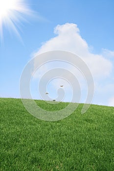 Lawn and sky photo