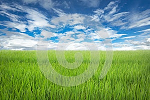 Lawn with sky