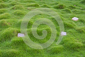 Lawn with small green grass with tubercles and stones on it