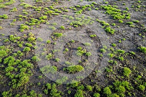 Lawn at a soccer field