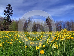 Lawn in spring