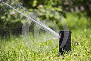 Lawn Sprinkler in Action. Garden Sprinkler Watering Grass. Automatic Sprinklers.