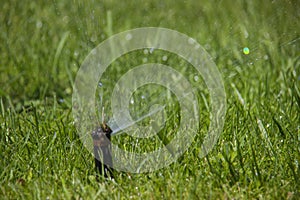 Lawn Sprinkler in Action. Garden Sprinkler Watering Grass. Automatic Sprinklers.