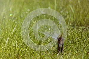 Lawn Sprinkler in Action. Garden Sprinkler Watering Grass. Automatic Sprinklers.