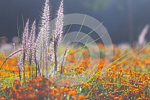 The lawn in the summer with bright decorative flowers