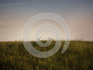 Lawn at sunset