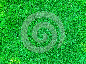Lawn for training football pitch, Grass Golf Courses green lawn pattern textured background.