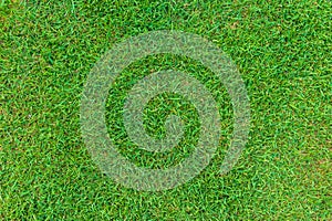 Lawn for training football pitch, Grass Golf Courses green lawn pattern textured background