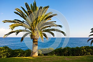 Lawn with tree in the background of sea