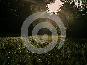 Lawn and trees illuminated by the rays of the sun