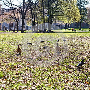 Lawn in urban public park Giardini Salvi in spring