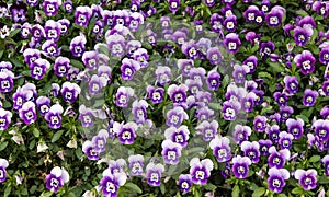 Lawn of violets